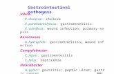 Vibrio V. cholerae: cholera V. parahaemolyticus: gastroenteritis V. vulnificus: wound infection; primary sepsis Aeromonas A. hydrophila: gastroenteritis;