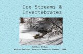 Ice Streams & Invertebrates Matthew McClure Winter Ecology, Mountain Research Station; 2008.