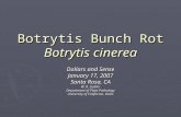 Botrytis Bunch Rot Botrytis cinerea Dollars and Sense January 17, 2007 Santa Rosa, CA W. D. Gubler Department of Plant Pathology University of California,