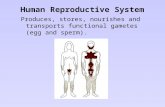 Human Reproductive System Produces, stores, nourishes and transports functional gametes (egg and sperm).