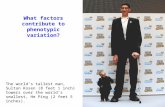 What factors contribute to phenotypic variation? The world’s tallest man, Sultan Kosen (8 feet 1 inch) towers over the world’s smallest, He Ping (2 feet.