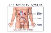 The Urinary System. Function Maintain the consistency of fluids in the body Similar to a water purification plant.