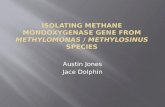 Austin Jones Jace Dolphin. Methylosinus trichosporium.