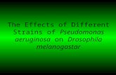 The Effects of Different Strains of Pseudomonas aeruginosa on Drosophila melanogastar.