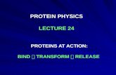 PROTEIN PHYSICS LECTURE 24 PROTEINS AT ACTION: BIND  TRANSFORM  RELEASE.