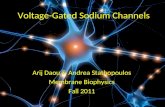 Voltage-Gated Sodium Channels Arij Daou & Andrea Stathopoulos Membrane Biophysics Fall 2011.