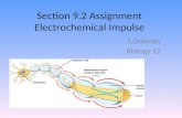 Section 9.2 Assignment Electrochemical Impulse S.Dosman Biology 12.