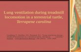 Lung ventilation during treadmill locomotion in a terrestrial turtle, Terrapene carolina Landberg, T., Mailhot, J.D., Brainerd, E.L. “Lung ventilation.