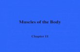 Muscles of the Body Chapter 11. Interactions of Skeletal Muscles The arrangement of body muscles permits them to work either together or in opposition.