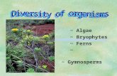 ~ Algae ~ Bryophytes ~ Ferns ~ Angiosperms ~ Gymnosperms.