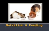 Nutrition  Process by which animals receive a proper and balanced food and water ration so it can grow, maintain its body, reproduces, and perform.