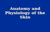 Anatomy and Physiology of the Skin. 2 Structure of skin 1 Epidermis 2 Basement membrane (dermoepidermal junction) 3 Dermis 4 Subcutaneous fat  Epidermis: