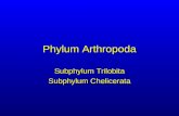 Phylum Arthropoda Subphylum Trilobita Subphylum Chelicerata.