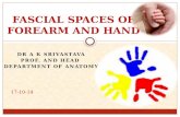 DR A K SRIVASTAVA PROF. AND HEAD DEPARTMENT OF ANATOMY FASCIAL SPACES OF FOREARM AND HAND 17-10-14.