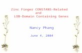 Zinc Finger CONSTANS- Related and LOB-Domain Containing Genes Nancy Phang June 4, 2004.
