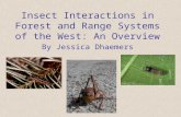 Insect Interactions in Forest and Range Systems of the West: An Overview By Jessica Dhaemers.