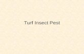 Turf Insect Pest. Introduction Turfgrass value: functional, aesthetic, and economic All values adversely affected by pest Over 300 million acres of turf.