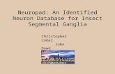 Neuropad: An Identified Neuron Database for Insect Segmental Ganglia Christopher Comer John Dowd.