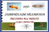 SUBPHYLUM HEXAPODA INCLUDES ALL INSECTS CLASS INSECTA.