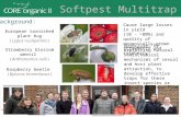 Softpest Multitrap Background: Cause large losses in yield (10 - >80%) and quality of organically grown strawberry and raspberry European tarnished plant.