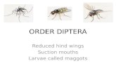 ORDER DIPTERA Reduced hind wings Suction mouths Larvae called maggots.