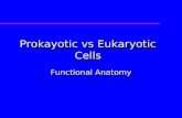 Prokayotic vs Eukaryotic Cells Functional Anatomy.
