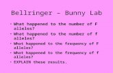 Bellringer – Bunny Lab What happened to the number of F alleles? What happened to the number of f alleles? What happened to the frequency of F alleles?