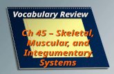 Vocabulary Review Ch 45 – Skeletal, Muscular, and Integumentary Systems.