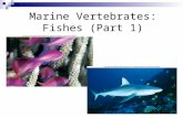 Marine Vertebrates: Fishes (Part 1). Chordates  Common features of all chordates:  Dorsal (back) hollow nerve cord  Notochord (flexible support rod,
