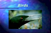 Birds. Evolution and Classification Birds are Vertebrates of the Class Aves Birds are Vertebrates of the Class Aves The evolution of warm- blooded, has.