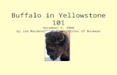 Buffalo in Yellowstone 101 December 6, 2008 by Jim Macdonald, Buffalo Allies of Bozeman.