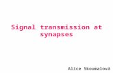 Signal transmission at synapses Alice Skoumalová.