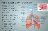 Respiratory System Breath in oxygen and supply to the blood Expel carbon dioxide (waste product of cellular respiration) into the atmosphere Filter, moisten,
