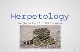Herpetology Southern Pacific Rattlesnake. Stats: o 4-5 ft. o Greenish – black, diamonds on back o Front-fanged o Hemotoxic venom, attacking blood Crotalus.