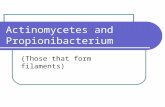 Actinomycetes and Propionibacterium (Those that form filaments)