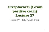 1 Streptococci (Gram positive cocci) Lecture 37 Streptococci (Gram positive cocci) Lecture 37 Faculty: Dr. Alvin Fox.