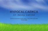 HYPOCALCAEMIA in dairy cattle Sophie Rosevear, Jessie Neal, Tara Hall and Alex Doddridge.