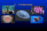 2. Cnidarians. Next evolutionary jumpNext evolutionary jump –Cells form tissues that perform specific functions Sometimes called coelenteratesSometimes.