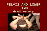 PELVIS AND LOWER LIMB Grant Kennedy. Objectives To cover this huge topic adequately in just over an hour. To cover this huge topic adequately in just.