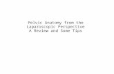 Pelvic Anatomy from the Laparoscopic Perspective A Review and Some Tips.