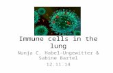 Immune cells in the lung Nunja C. Habel-Ungewitter & Sabine Bartel 12.11.14.