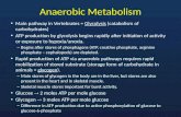 Anaerobic Metabolism Main pathway in Vertebrates = Glycolysis (catabolism of carbohydrates) ATP production by glycolysis begins rapidly after initiation.