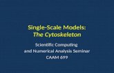 Single-Scale Models: The Cytoskeleton Scientific Computing and Numerical Analysis Seminar CAAM 699.