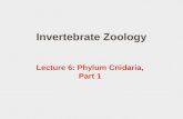 Invertebrate Zoology Lecture 6: Phylum Cnidaria, Part 1.