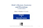 1 Hole’s Human Anatomy and Physiology Twelfth Edition Shier  Butler  Lewis Chapter 9 Muscular System Copyright © The McGraw-Hill Companies, Inc. Permission.