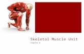 Skeletal Muscle Unit Chapter 6. Functions of skeletal muscles  Produce skeletal movement  Maintain posture and body position  Support soft tissues.
