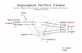 Petal Anther Angiosperm Perfect Flower Perfect flowers have both male (staminate) and female (pistillate) reproductive parts Filament Sepal Stamen Stigma.