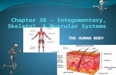 THE HUMAN BODY. A. Introduction Humans are the most complex organisms on Earth. Our bodies are composed of trillions of _________, the smallest unit of.