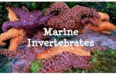 Introduction to Marine Invertebrates Ref: Lesson 18.