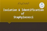 Isolation & Identification of Staphylococci. Staphylococci Characteristics  Staphylococci are often found in the human nasal cavity (and on other mucous.
